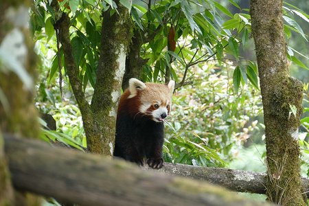 Darjeeling Zoo: Red Panda