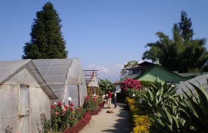 Pineview Nursery, Kalimpong