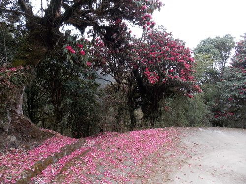 Rhododendrons near Gairibas