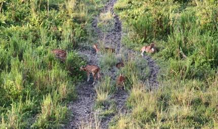 Spotted Deers at Gorumara
