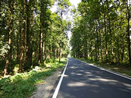 Road through Chapramari forest