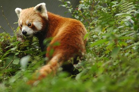 Red Panda in Sikkim