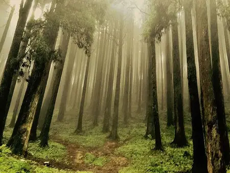 Misty forest at Lepchajagat