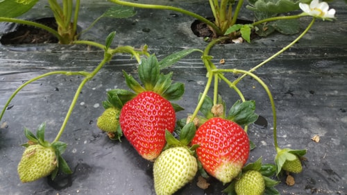 Chimney Strawberries Garden