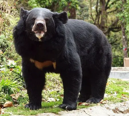 Himalayan Black Bear