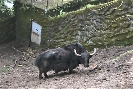 Darjeeling Zoo: Yak