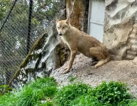 Darjeeling Zoo: Tibetan Wolf