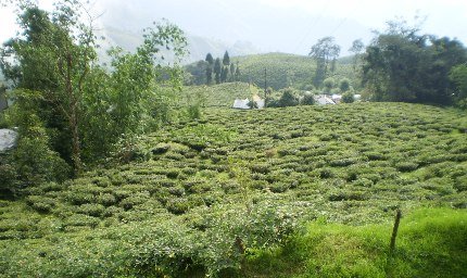 Happy Valley Tea Estate