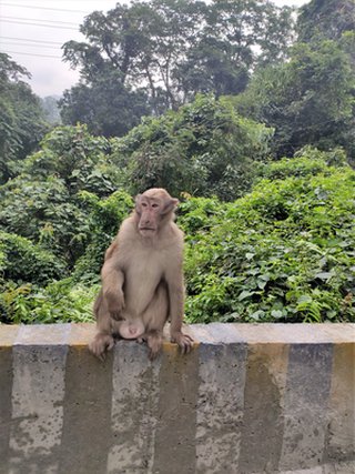 Monkey on NH10
