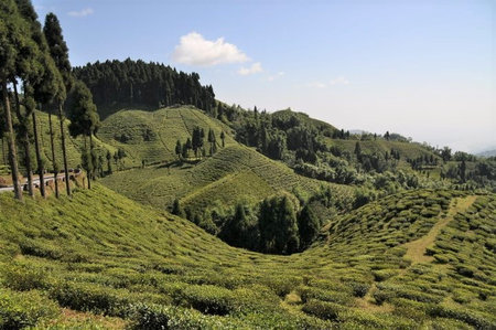 Tumsong Tea Garden
