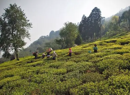 Glenburn Tea Estate, Darjeeling