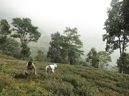 Makaibari Tea Garden