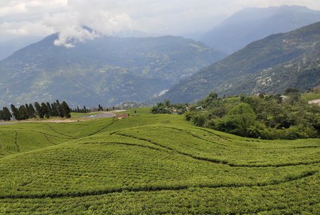 Temi Tea Garden