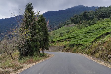 Road through Temi Garden