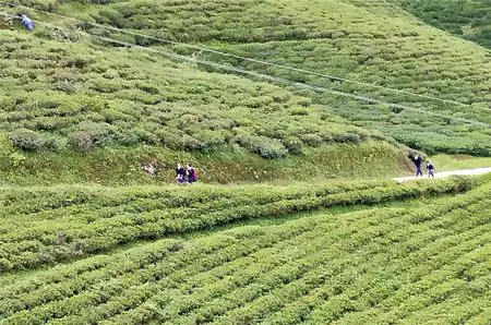 pathway through Temi Tea bushes