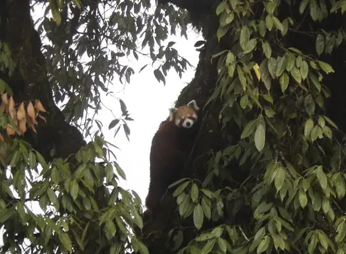 Red Panda on Sandakphu route