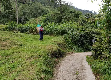 Dirt trail through Temi