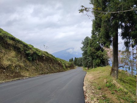 Road through Temi Tea Garden