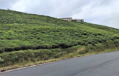 Tea bushes next to the road