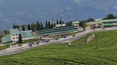 Temi Tea Factory