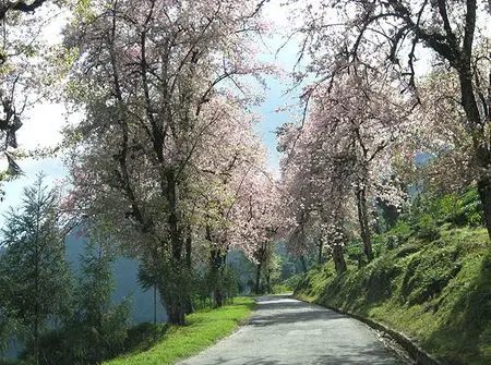 Cherry Blossom at Temi Garden