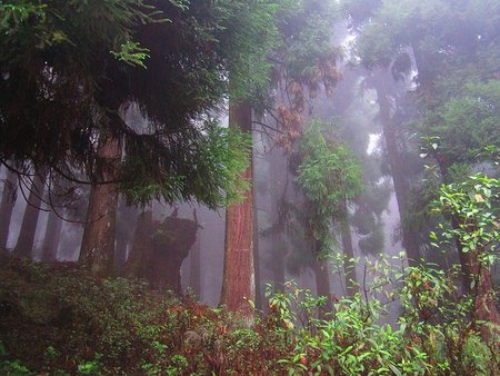 Forest on the way to Rishop