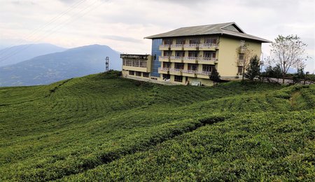 Cherry Resort, Temi Tea Garden