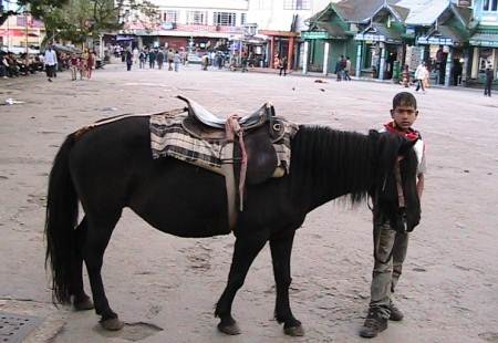 Pony at Darjeeling Mall