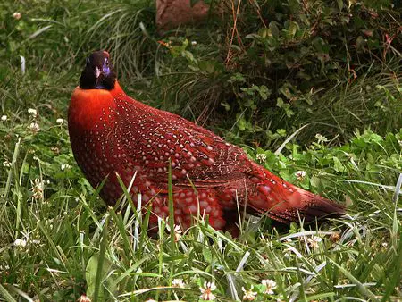 Satyr Tragopan