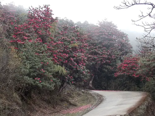 Singalila National Park