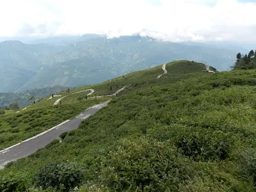 Peshok Tea Garden