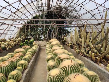 Cactus Nursery Kalimpong