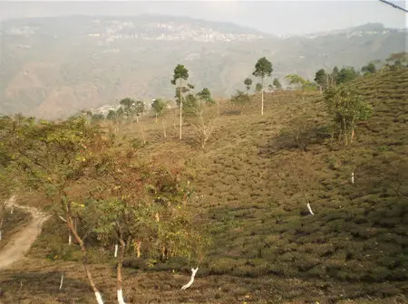 Ambootia Tea Garden