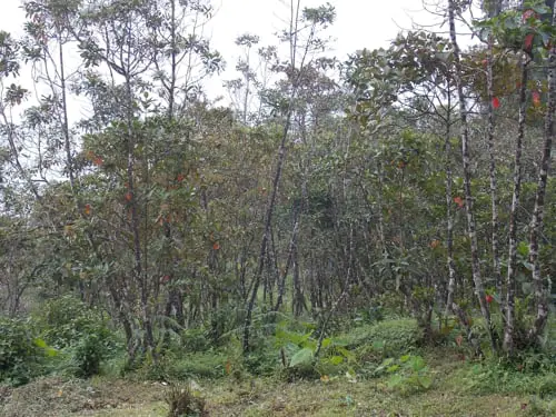 Cinchona plants at Mongpu