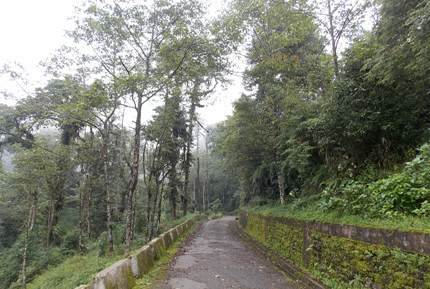 Forested pathway at Lepchajagat