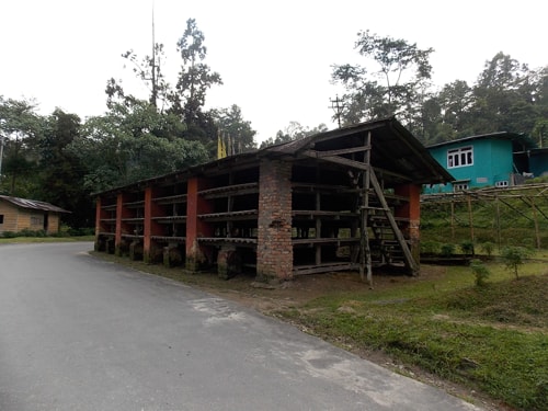 Cinchona drying at Mangpu