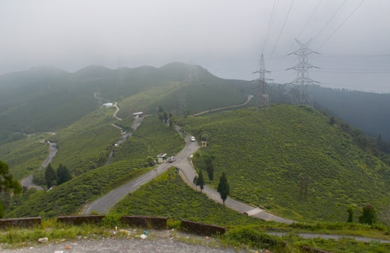 Tea Garden Darjeeling