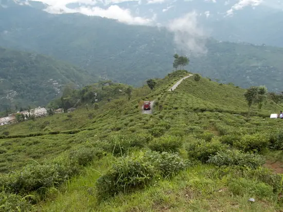 Singtom Tea Estate Darjeeling