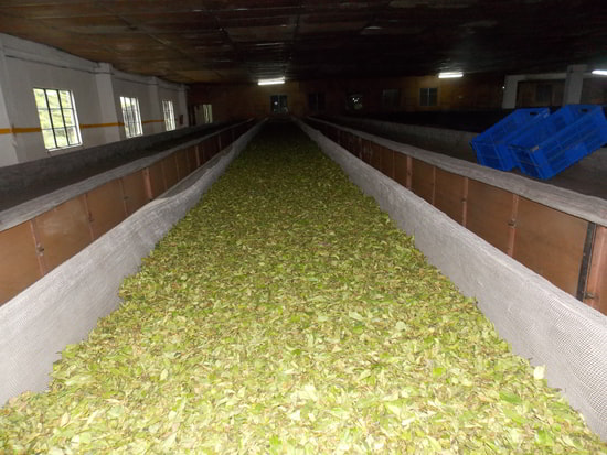 Tea Leaves Withering at Singtom
