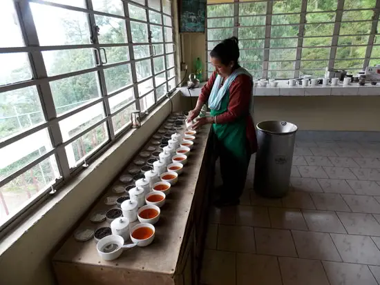 Tea Tasting at Singtom