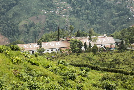 Singtom Tea Factory Darjeeling