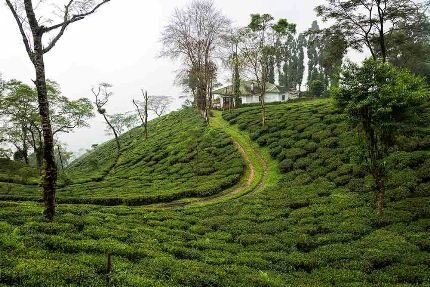 Ging Tea Garden Darjeeling