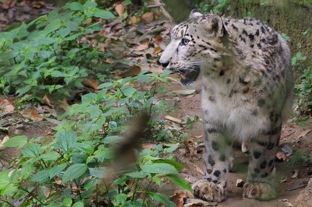 Clouded Leopard Darjeeling Zoo