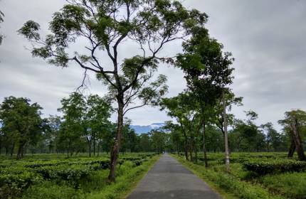 Dharanipur Tea Estate