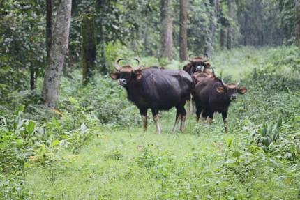 tourist spot at dooars