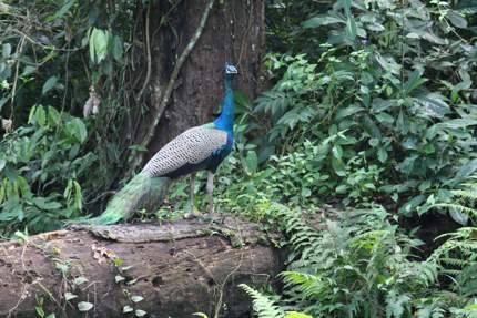 Peacock at Gorumara