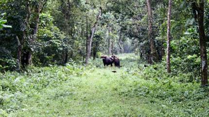 Bison at Gorumara