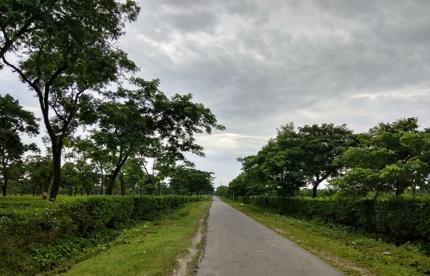 Chengmari Tea Estate