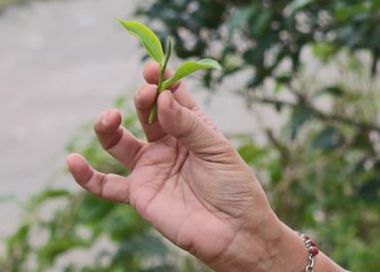 2 leaves and a bud Dooars