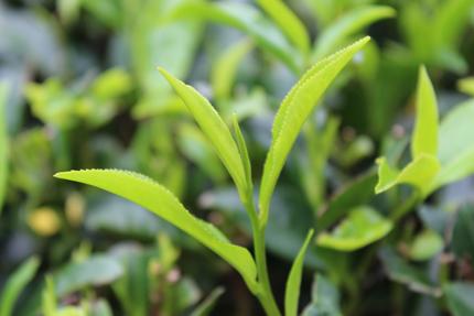 2 leaves   a bud in Chengmari